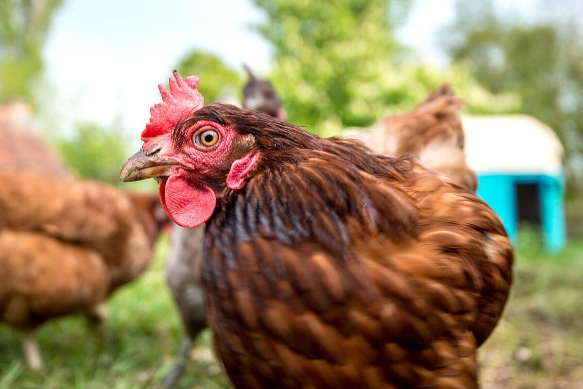 Close-up of a farm hen