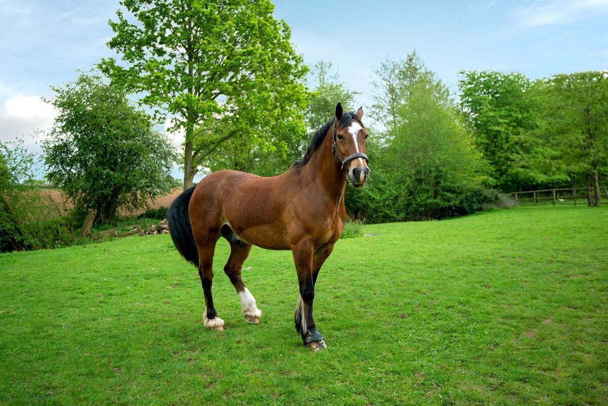 Horse standing in a green field