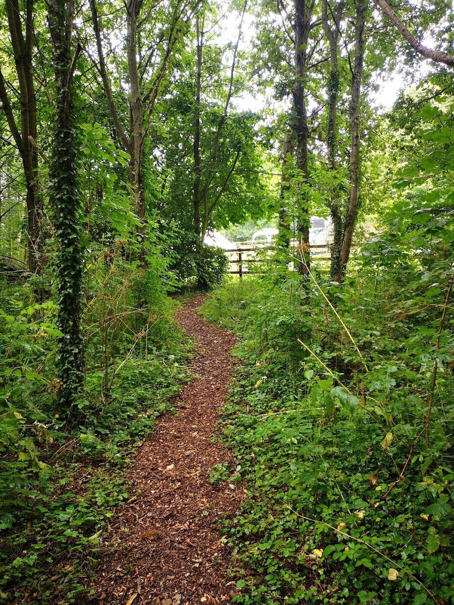 Narrow path through green woodland