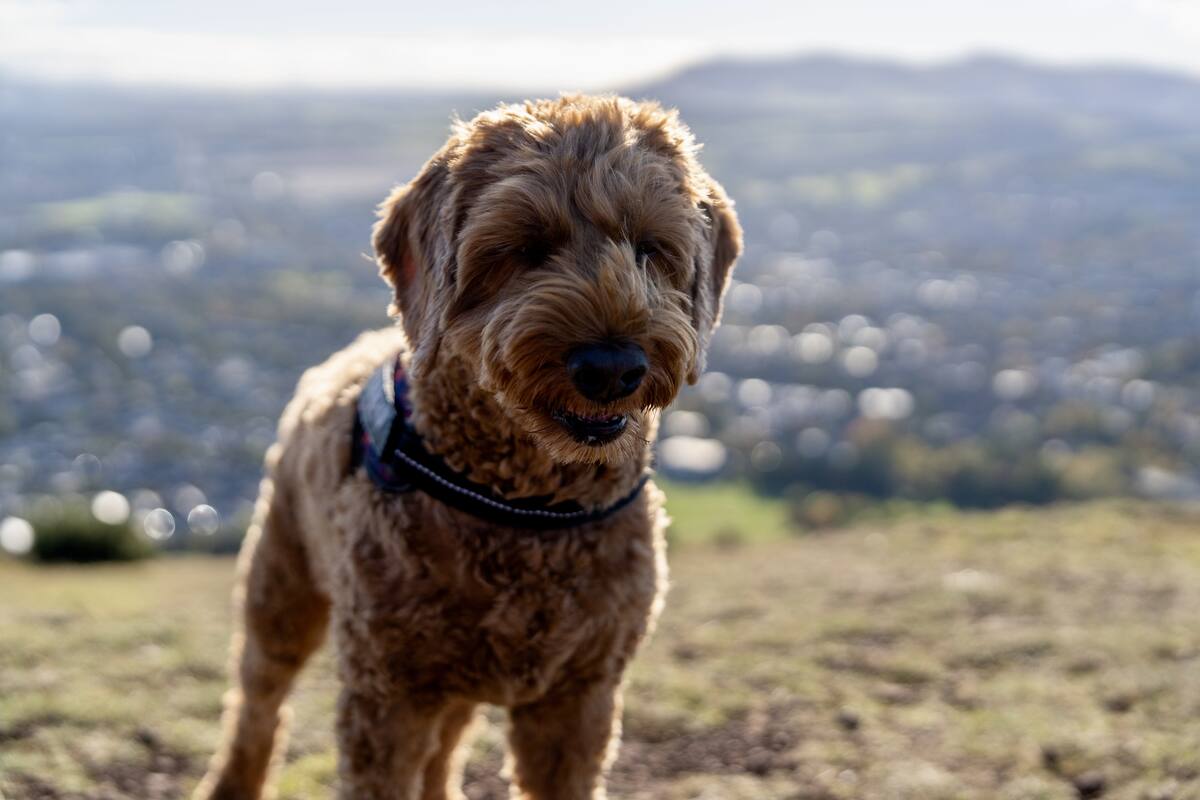 Winston, a curly red-brown cockapoo, standing in a field at dusk