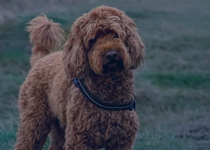 Winston, a curly red-brown cockapoo, standing in a field at dusk